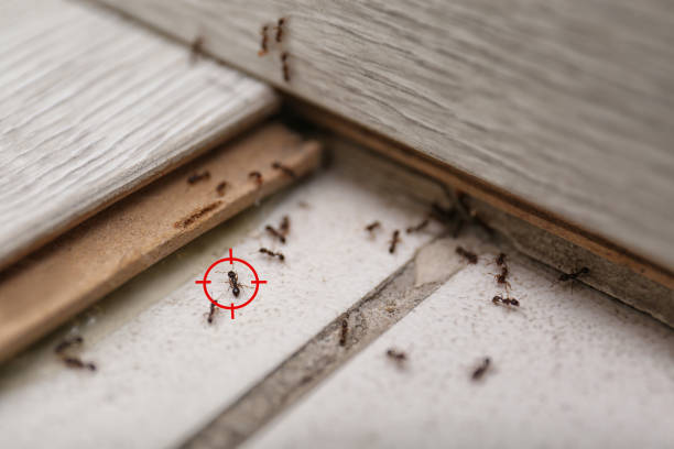 Best Bed Bug Extermination  in Carnot Moon, PA
