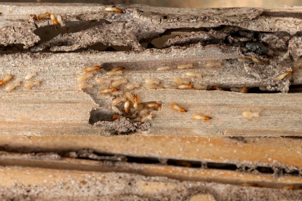 Best Mosquito Control Services  in Carnot Moon, PA